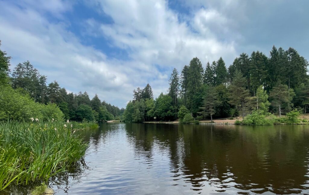 The Magic of Forest Living