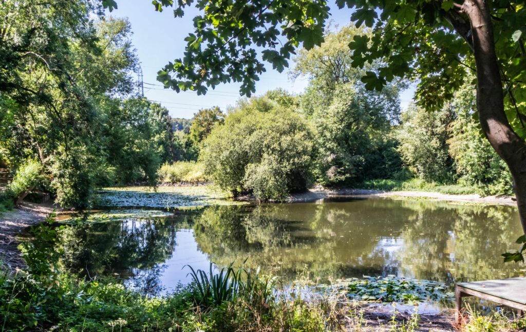 Hampden Pond, Wendover Buckinghamshire